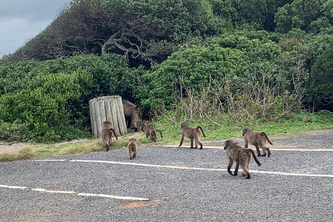 Private Cape Peninsula Tour, With Close Range Penguin Encounter From Cape Town. - Chapman’s Peak Drive: the included scenic drive that does the heavy lifting