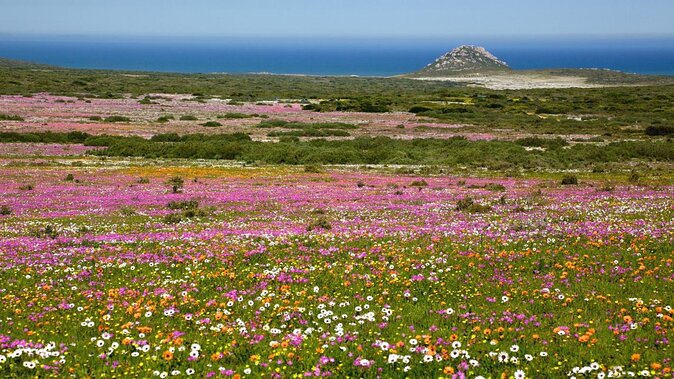 Private Cape Towns West Coastal Tour with Quad Bike - Key things you should know before you go