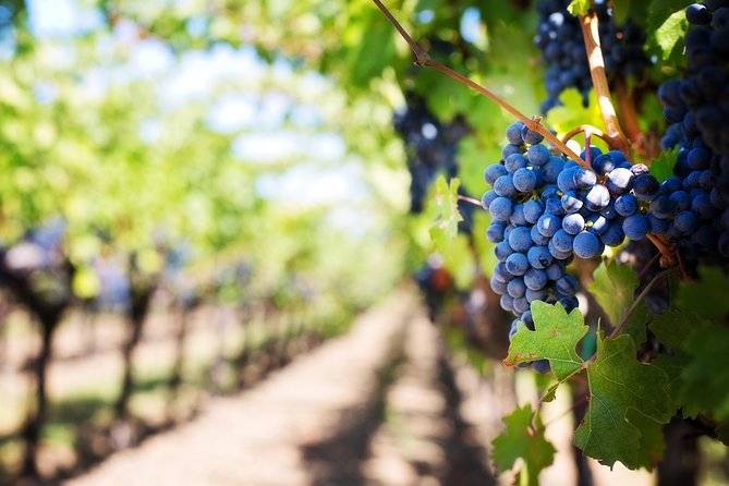 Private Cape Winelands Wine Tasting Tour - Price and Logistics: What You’re Really Paying For