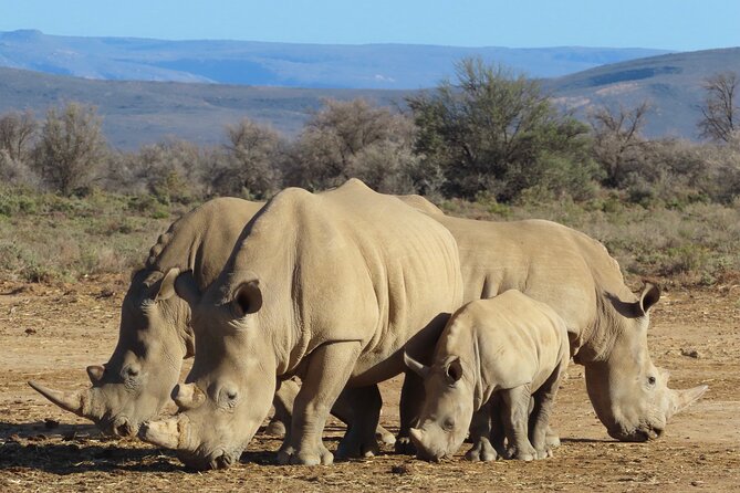 Private Custom Day Tour from Cape Town - Meeting African Moon Adventures, then tailoring your day