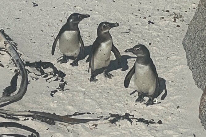 Private/Customised Cape Peninsula and Penguin Colony Tour - Chapman’s Peak Drive: the best kind of detour, with quick photo moments