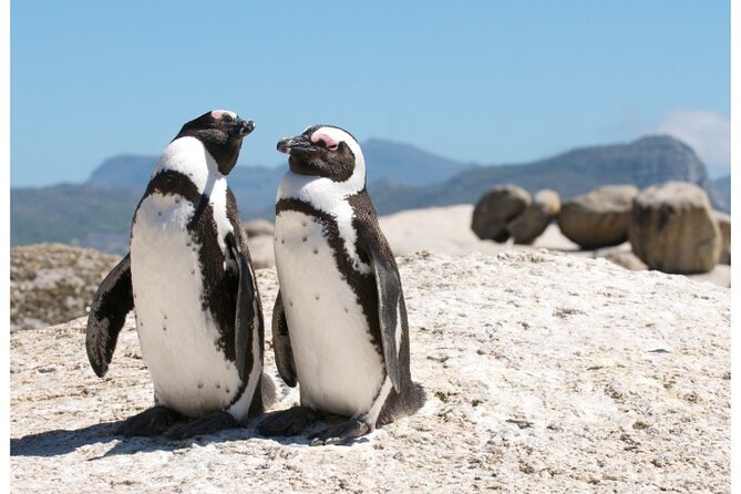 Private Day tour of the Cape. Our reviews show why people book! - Cape Town to Cape Point with Geoff in control