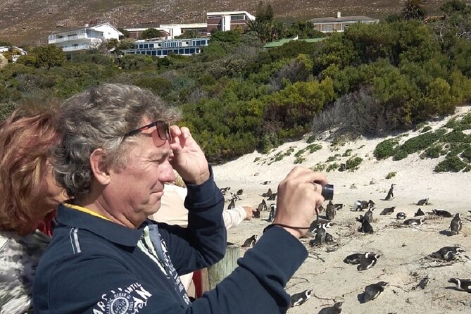Private Day tour of the Cape. Our reviews show why people book! - Boulders Beach penguins, close-up time that feels worth it