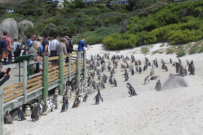 Private Day Tour to Cape of Good Hope Penguins Inc Entry Tickets from Cape Town - Cape Point Nature Reserve, funicular to the Lighthouse and the Global Watch angle
