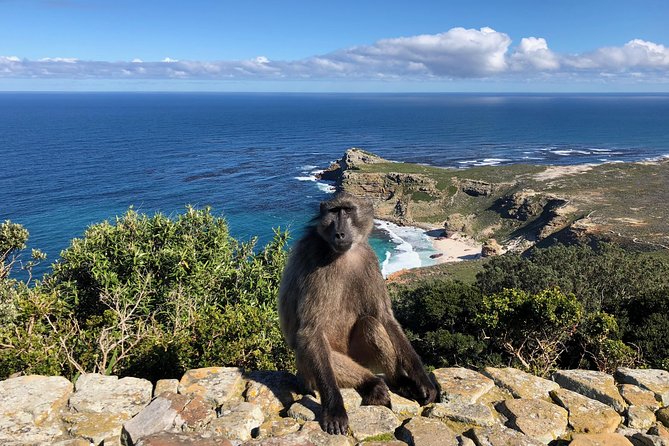 Private Day Tour to Cape Point , Penguins, Wine or Beer Tasting - Cape Point Ostrich Farm: the laughs stop (and yes, you feed them)