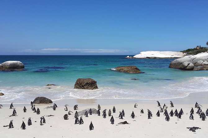 Private day tour to the Cape of Good Hope - Cape Point Nature Reserve: Fynbos, Wildlife, and Nature-Time