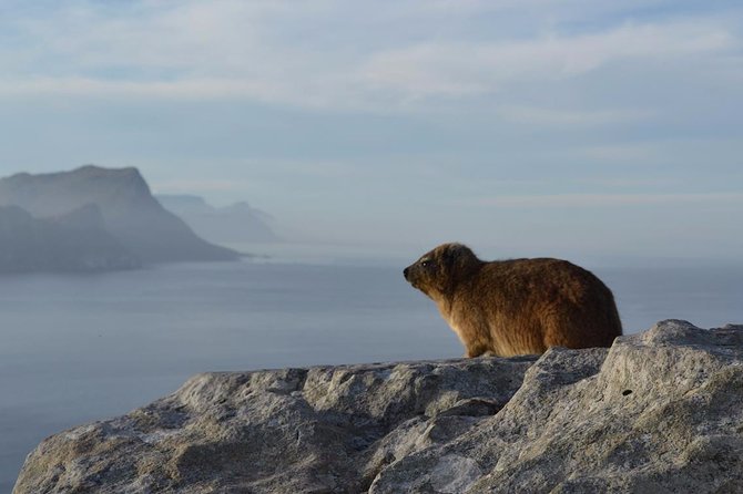 Private day tour to the Cape of Good Hope - 9:00am Start, Pickup, and the Smooth Rhythm of the Route