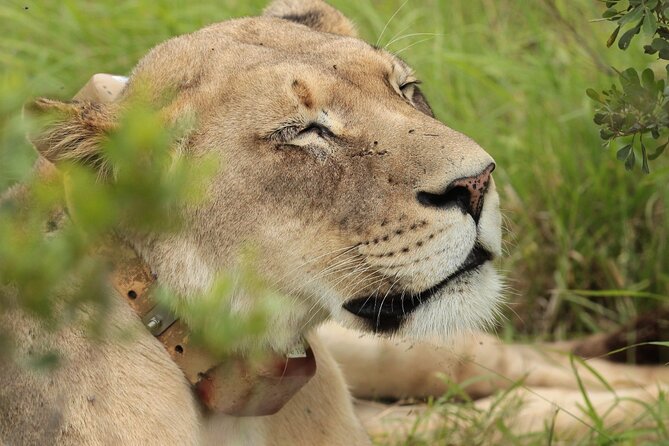 Private Full-Day Addo Elephant National Park - Inside the Park, Your Safari Rides Have a Purpose