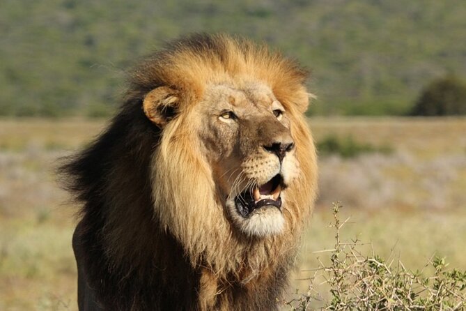 Private Full-Day Addo Elephant National Park - What the Price Really Covers From Port Elizabeth
