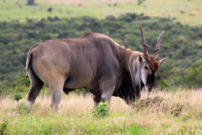 Private Full-Day Addo Elephant National Park - Timing, Pace, and How to Prepare