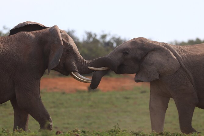 Private Full-Day Addo Elephant National Park - Who This Tour Suits Best