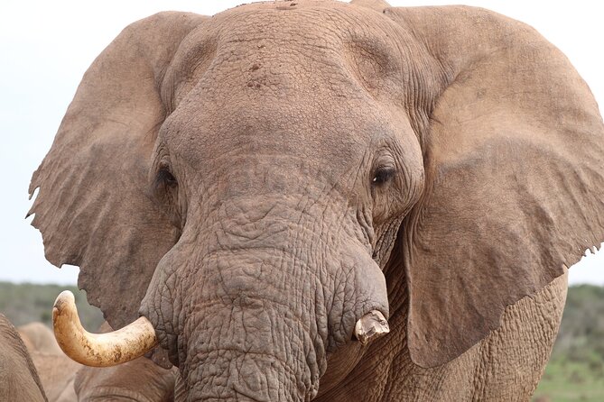 Private Full-Day Addo Elephant National Park - Addo’s Big 7: More Than a List of Animals