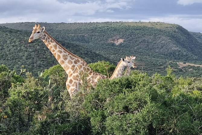 Private Full-Day Addo Elephant Park & Giraffe Walk - Braai lunch in the heart of Addo: the break that keeps the day flowing