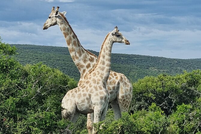 Private Full-Day Addo Elephant Park & Giraffe Walk - Stop 2: Greater Addo and the guided giraffe walk on foot