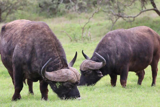 Private Full-Day Addo Elephant Park & Giraffe Walk - Timing, pacing, and how to plan your day around 7 to 8 hours