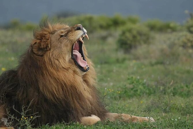 Private Full-Day Addo Elephant Park & Giraffe Walk - Value for $230.87: what’s included and what you still pay for