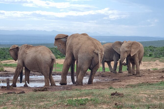 Private Full-Day Addo Elephant Park & Giraffe Walk - The morning flow: wildlife safari with a private local guide