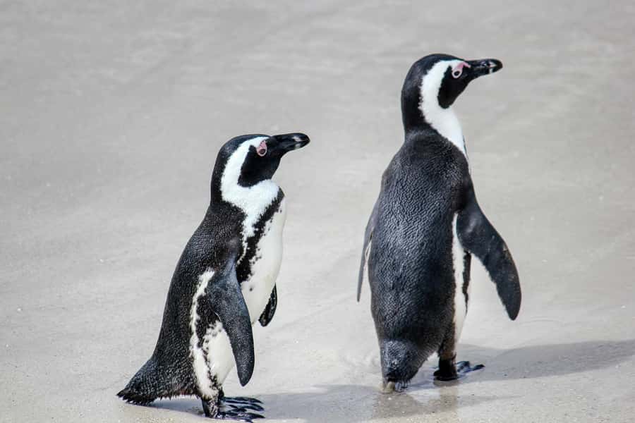 PRIVATE FULL DAY CAPE PENINSULA TOUR - Simons Town lunch, then straight to Boulders Beach