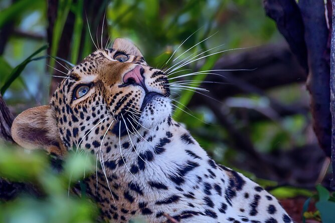 Private Full Day Safari (10 hours) in Kruger National Park - Who this safari is best for, and who should consider a different option
