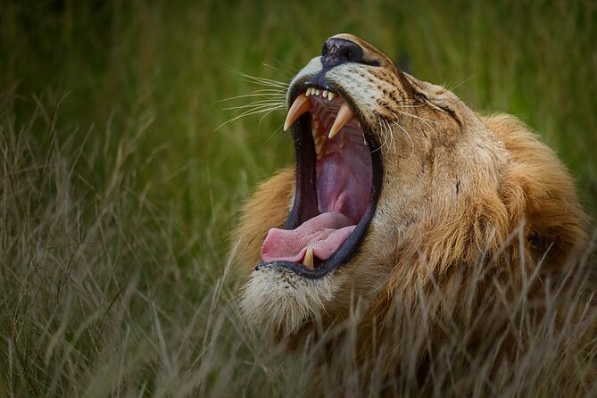 Private Full Day Safari (10 hours) in Kruger National Park - Practical booking window and timing that you should plan around