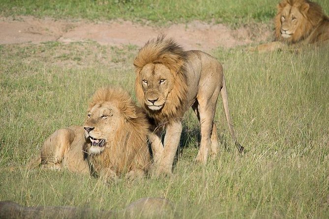 Private Full Day Safari l Kruger National Park from Hazyview or Skukuza - Kruger in one long day: what the safari format is really optimizing