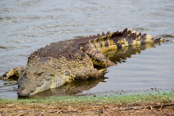 Private Full Day Safari l Kruger National Park from Hazyview or Skukuza - Stop 1 at the Parks Shop: your comfort break and meal reality check