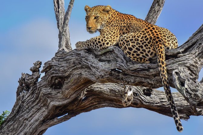 Private Full Day Safari l Kruger National Park from Hazyview or Skukuza - Pickup from Hazyview or Skukuza, then a 5:00 am kickoff