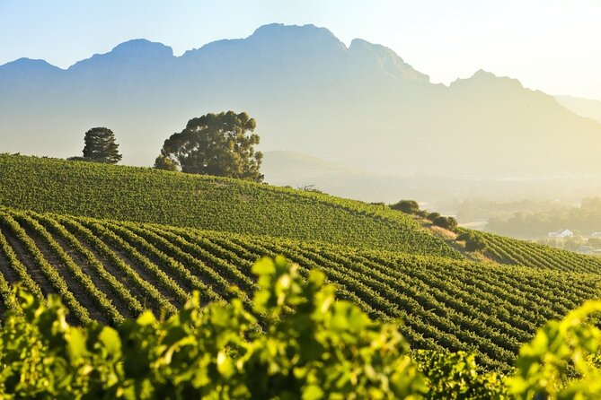 Private Full Day Stellenbosch Wine Tour - Price and Tasting Fees: What $97 Really Buys You