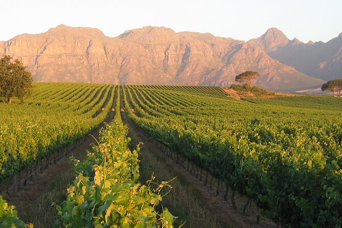 Private Full Day Stellenbosch Wine Tour - How to Get the Most From an 8-Hour Day