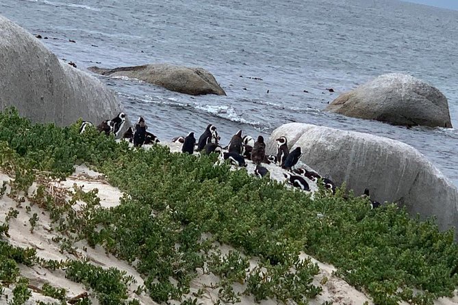 Private Full Day Tour To Cape Point, Penguins With Table Mountain. - Why a private Cape Town route feels worth it