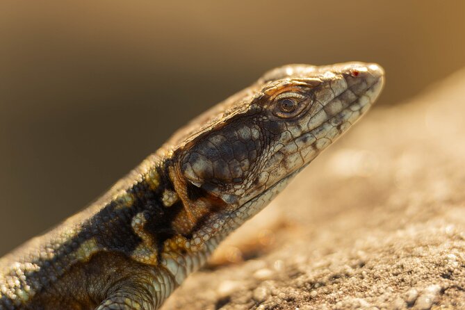 Private Guided Panorama Full Day Tour - Stop-by-stop: Blyde River Canyon Nature Reserve with bird’s-eye views