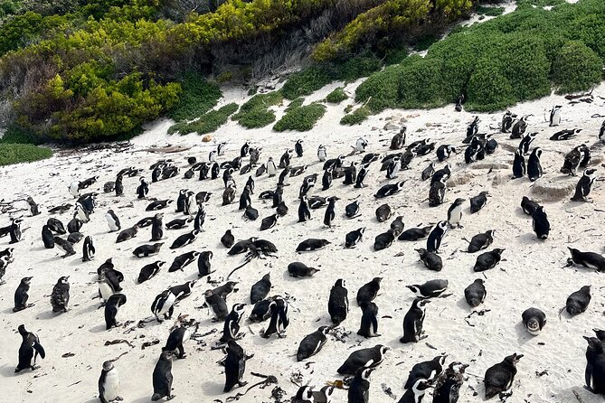 Private Guided Tour in Cape of Good Hope and Table Mountain - Maiden’s Cove Braai area: the classic Camps Bay picture