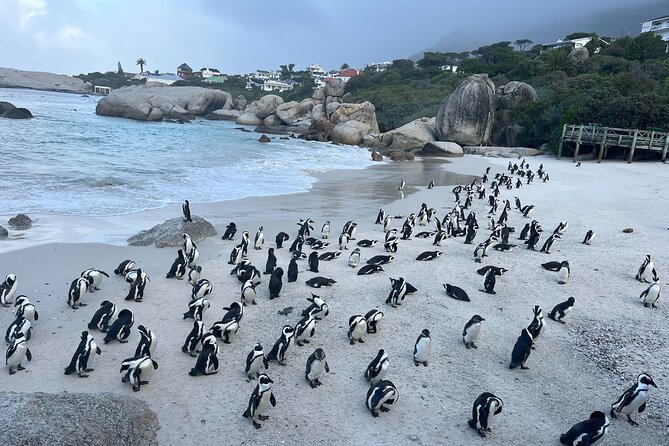 Private Guided Tour to Cape of Good Hope and Penguins Colony - Key highlights you should care about