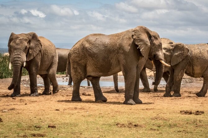 Private Half-Day Addo Elephant National Park Safari - Why Addo fits perfectly into a short Port Elizabeth visit