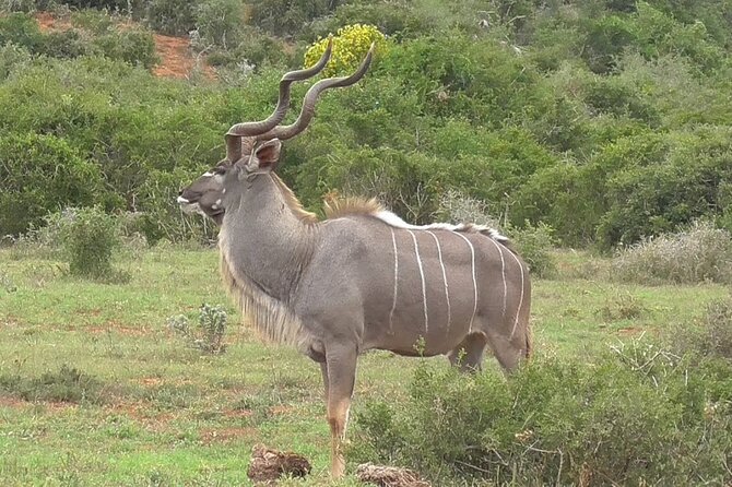Private Half-Day Addo Elephant National Park Safari - Price and value: what you’re really paying for