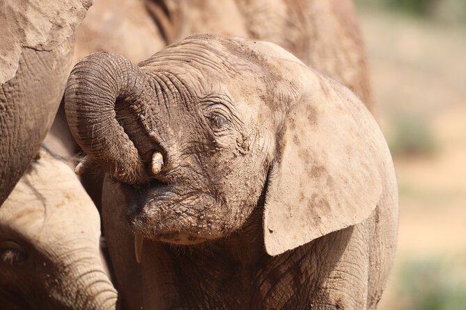 Private Half-Day Addo Elephant National Park Safari - Should you book this Addo private half-day safari?