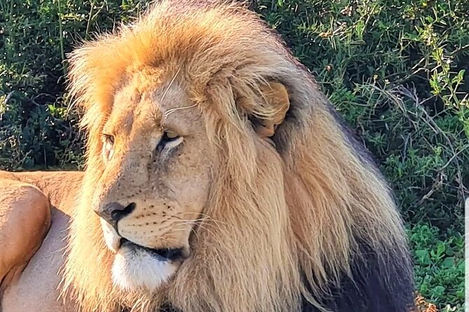 Private Half Day Addo Elephant National Park Safari - Price and value for $178.93 per person