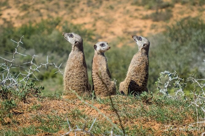 Private Half Day Addo Elephant National Park Safari - Southern section tracks, water holes, and why timing matters