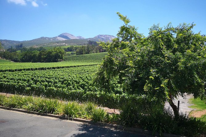 Private Half DayTour:Cape Winelands, Stellenbosch from Cape Town - The Private Guide Effect: Pacing, Preferences, and a Few Standout Names