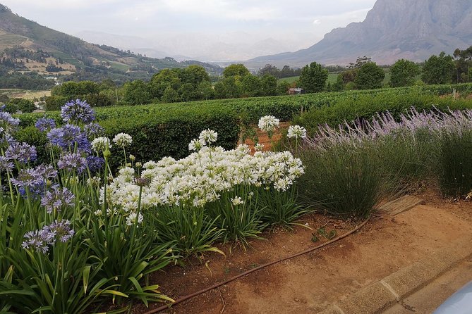 Private Half DayTour:Cape Winelands, Stellenbosch from Cape Town - Who This Tour Suits Best (And Who Might Want Full Day)