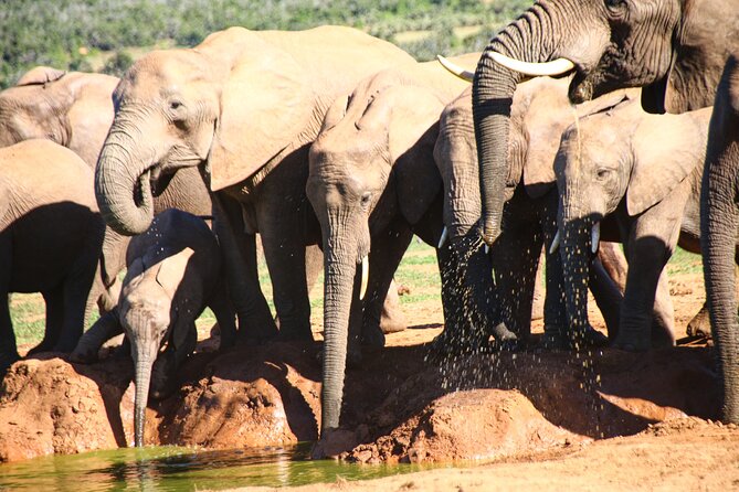 Private Kruger Park Safari and Panorama Route - Small-Group Privacy: What “Private” Really Means Here