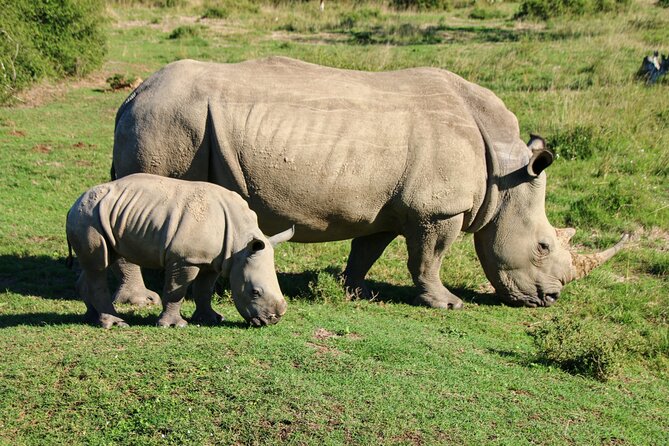 Private Kruger Park Safari and Panorama Route - Transport Comfort: Air-Conditioned Vehicle, Open-Vehicle Optional Moment