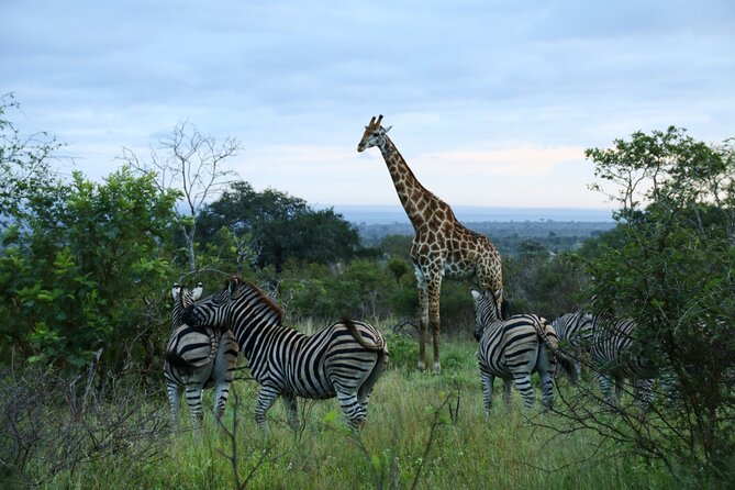 Private Kruger Park Safari and Panorama Route - What to Eat and How to Budget Without Getting Stuck