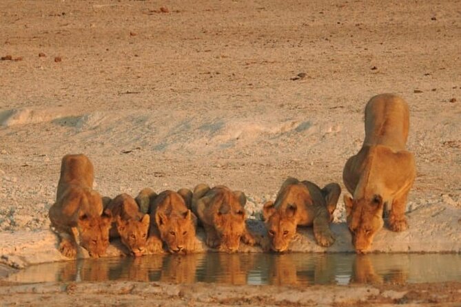 Private Kruger Park Safari and Panorama Route - Price and Value: Is $953.93 Fair for This 3-Day Safari?