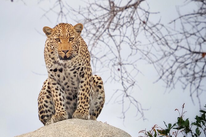 Private Morning Game Drive from Hazyview l Kruger National Park - How the Morning Drive Typically Flows Inside Kruger