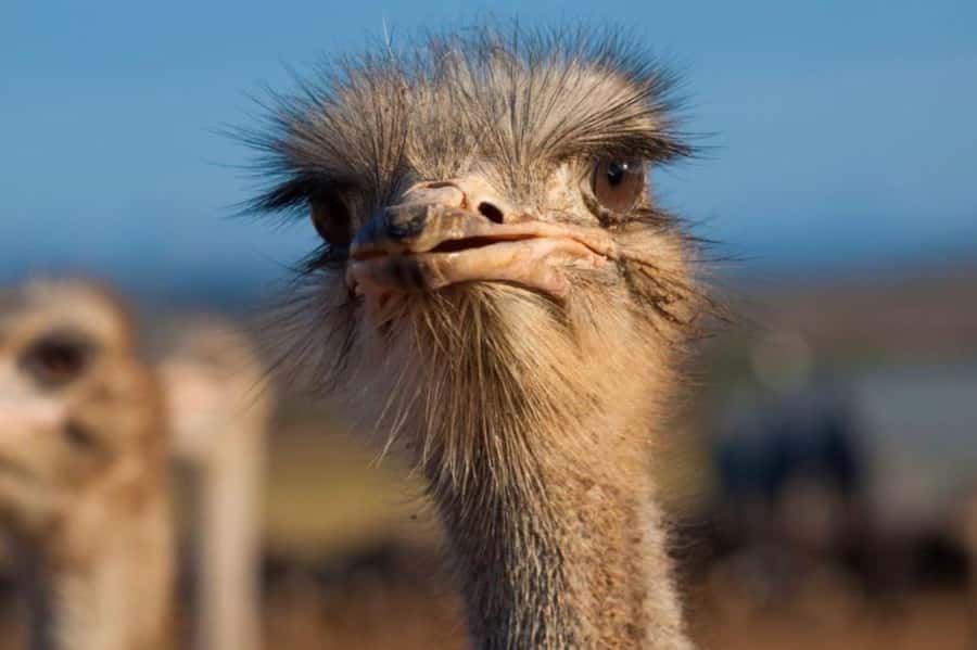 Private Oudtshoorn Full Day Tour - Cango Wildlife Ranch: the close encounter, explained in plain terms