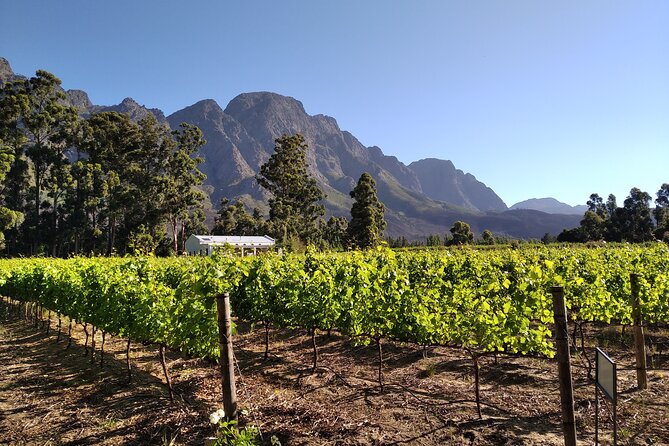 Private Package to Finest Vineyards - Stellenbosch pickup - Stop 3: Dornier (or Waterford) for lunch options and a vineyard walk