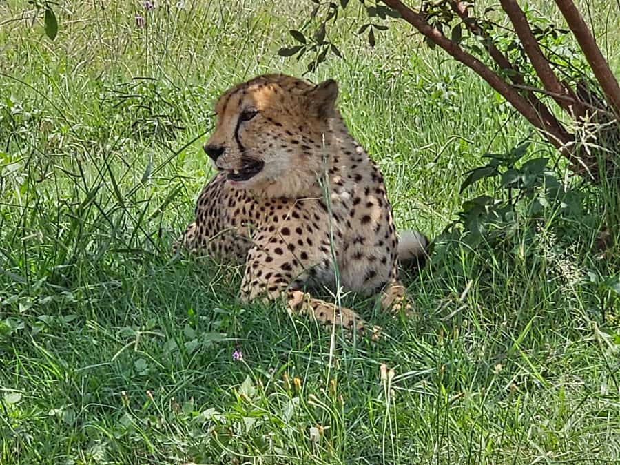 Private Rhino and Lion Park, Cradle Caves or Maropeng Museum - Timing and the 6-hour structure: what to expect from the clock