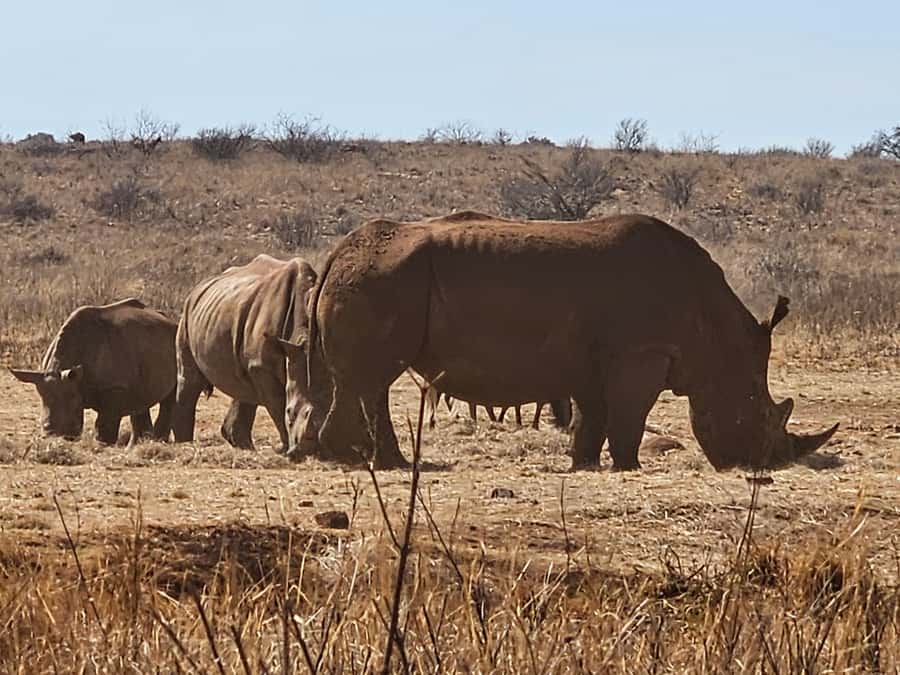 Private Rhino and Lion Park, Cradle Caves or Maropeng Museum - Rhino and Lion Park safari: what you’re really paying for