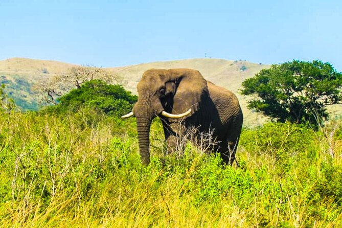 Private Safari and Wildlife Tour in Hluhluwe - Hluhluwe-iMfolozi Park: the wildlife engine behind this tour
